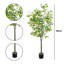 150cm Plant