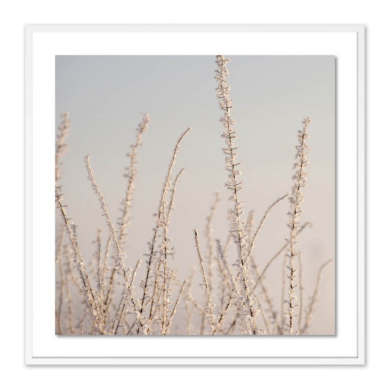 Hoar Frost White Print by Pernille Westh, White, 40" H x 40" W x 2.5" D