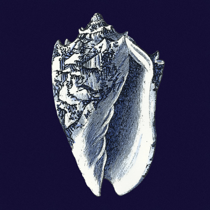 Y SE PAPER Indigo Shells II, H 30 po x l 30 po x P 1,25 po