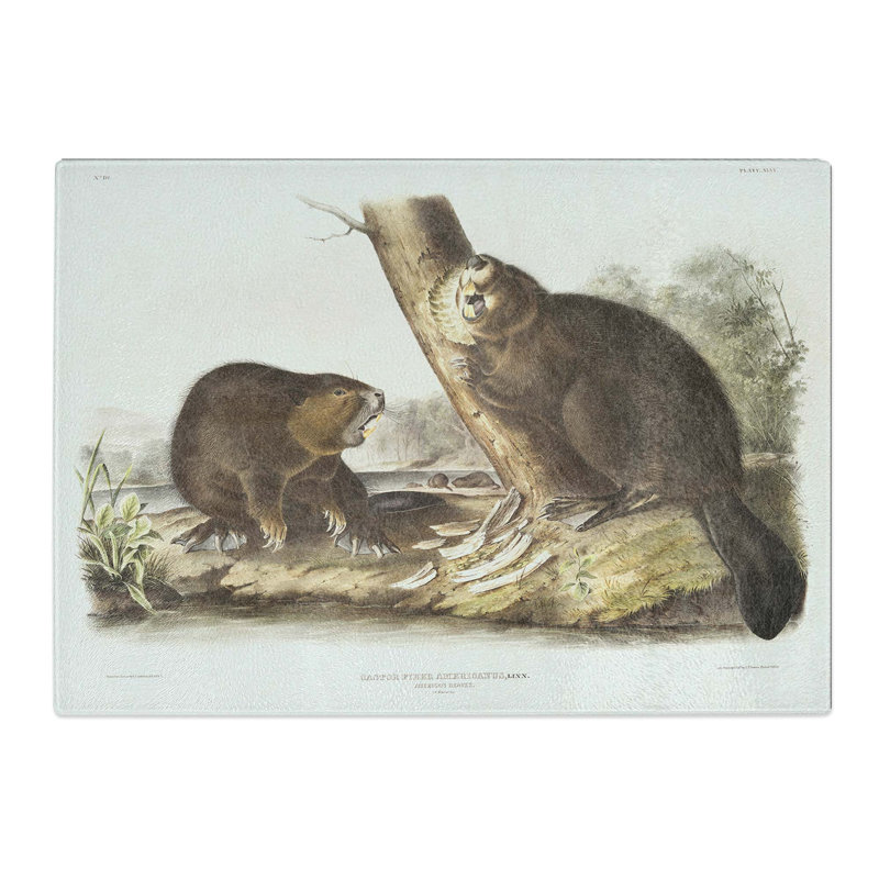 Tempered Glass American Beavers by J.W. Audubon Chopping Board, 39cm W x 28.5cm L