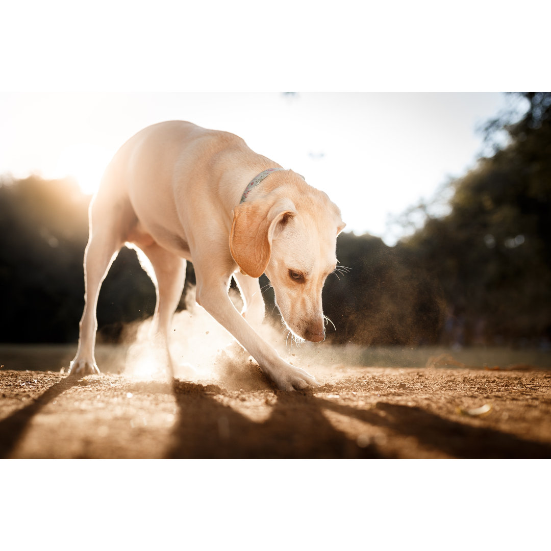 Hund gräbt den Boden von Capuski - Kunstdrucke