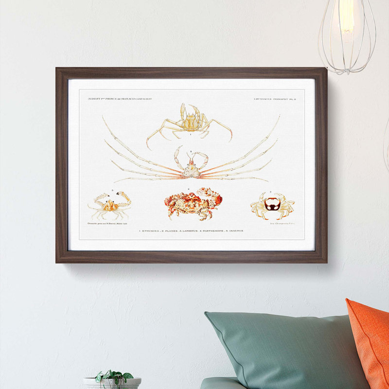 Crab Varieties by Albert I - Framed Print, 36cm H x 48cm W x 2cm D, Walnut Framed