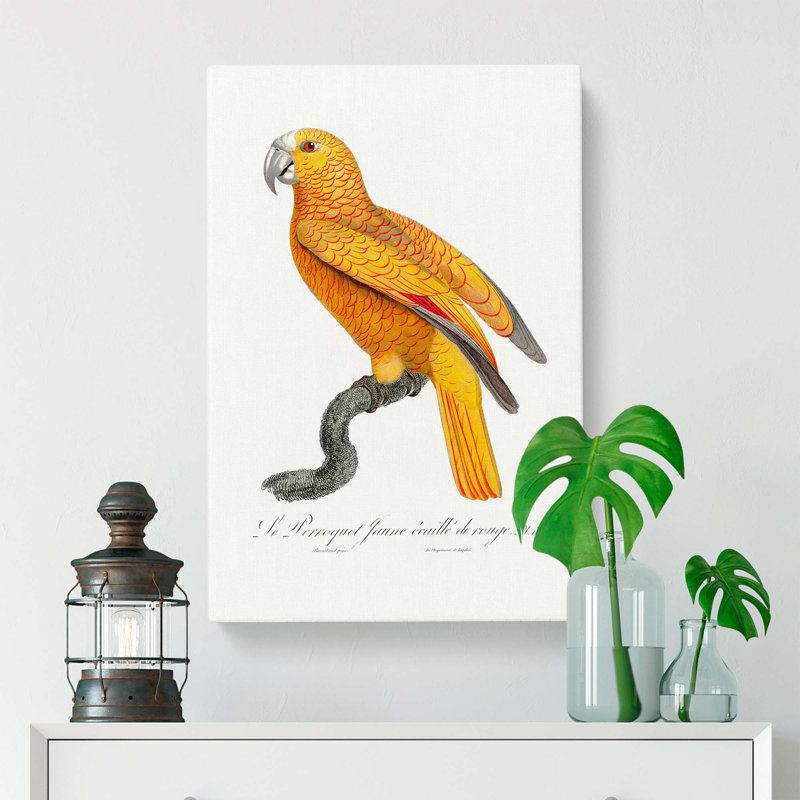 Parrot Of Paradise by F. Levaillant - Wrapped Canvas, 76cm H x 50cm W x 3cm D