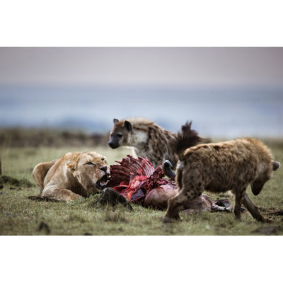 Lioness Protecting Her Food by Skynesher - No Frame Print on Canvas