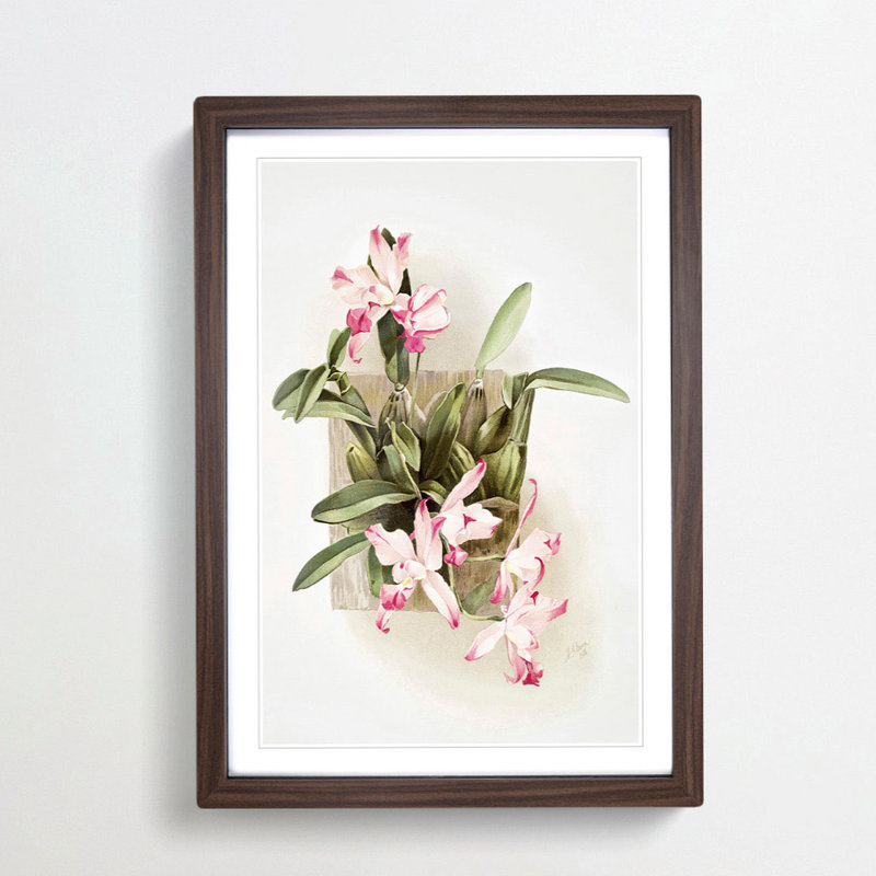 Magnolia Flowers Illustration Tab. 10 by Frederick Sander - Picture Frame Painting Print, 76cm H x 50cm W x 2cm D, Walnut