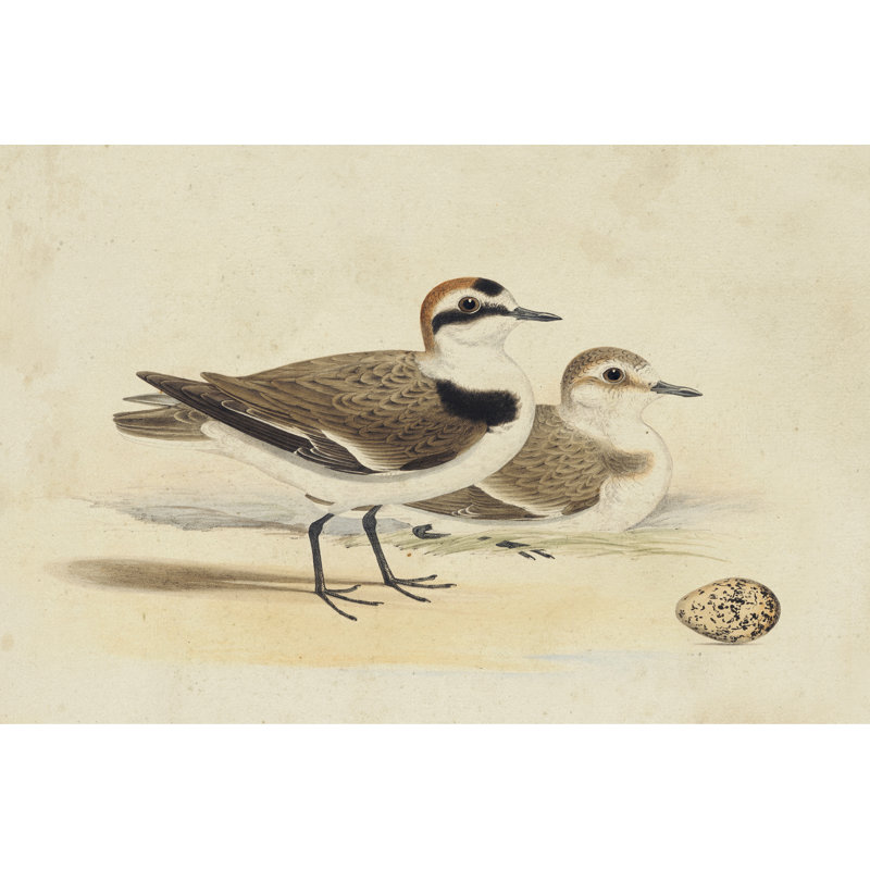 Meyer Shorebirds V - Wrapped Canvas Print, 30cm H x 46cm W x 3.8cm D