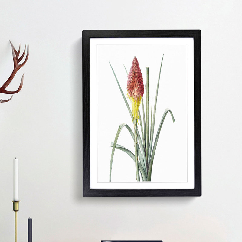 Red Hot Poker Flower by Pierre-Joseph Redoute - Picture Frame Painting Print, 48cm H x 36cm W x 2cm D, Black Framed