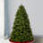 Newberry Spruce Tree-2002216231