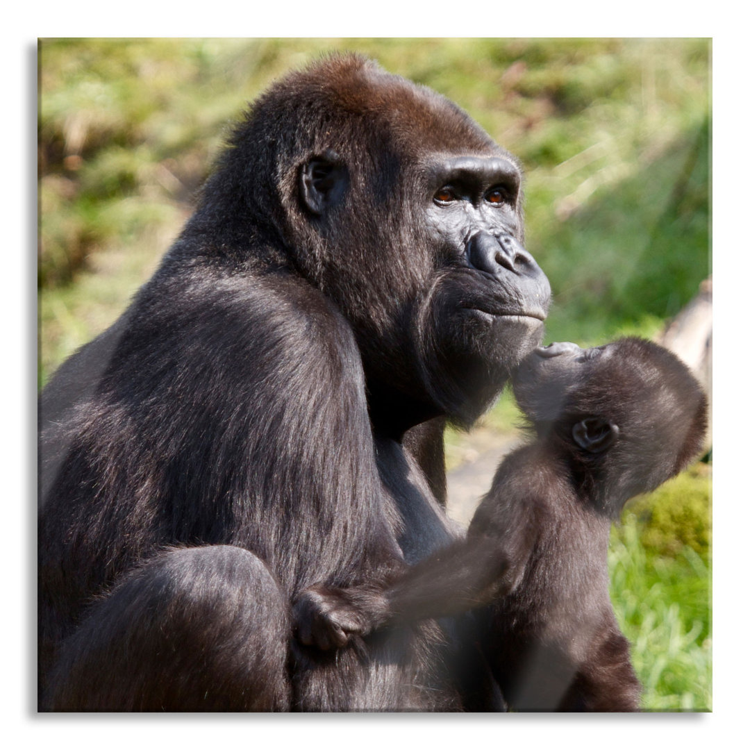 Glasbild Gorillababy küsst seine Mutter