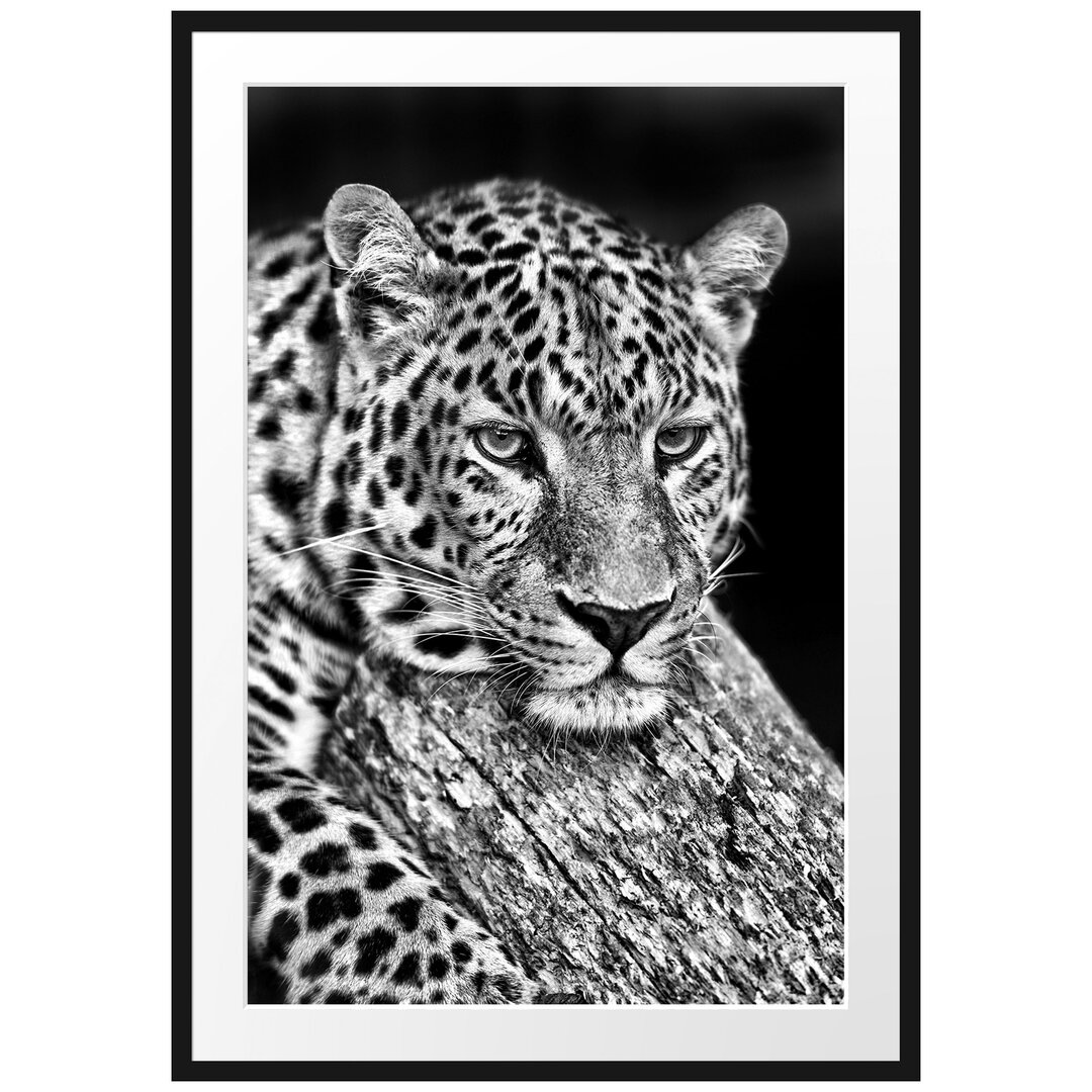 Gerahmtes Poster Ruhiger Leopard