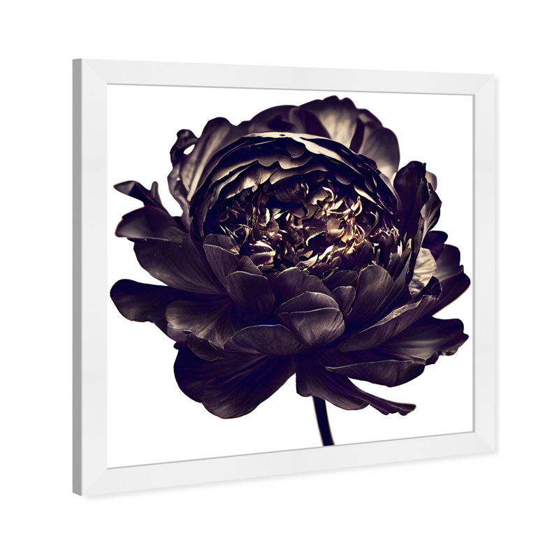 Pivoine noire - cadre photo, Cadre blanc, H 32 po x l 32 po