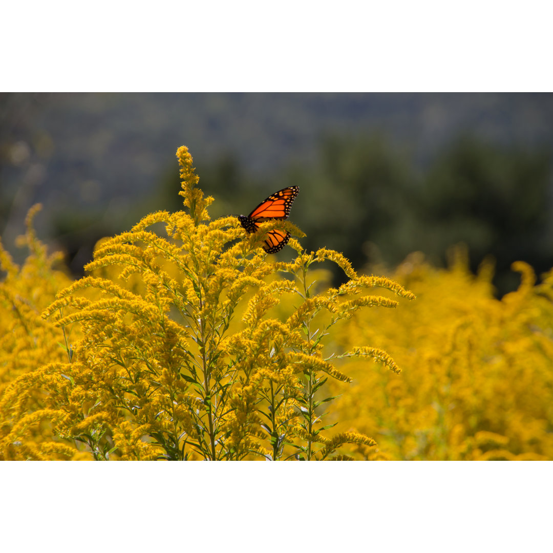 Leinwandbild Butterfly