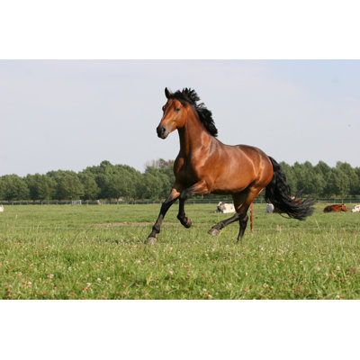 " Chestnut Horse " by Just4You