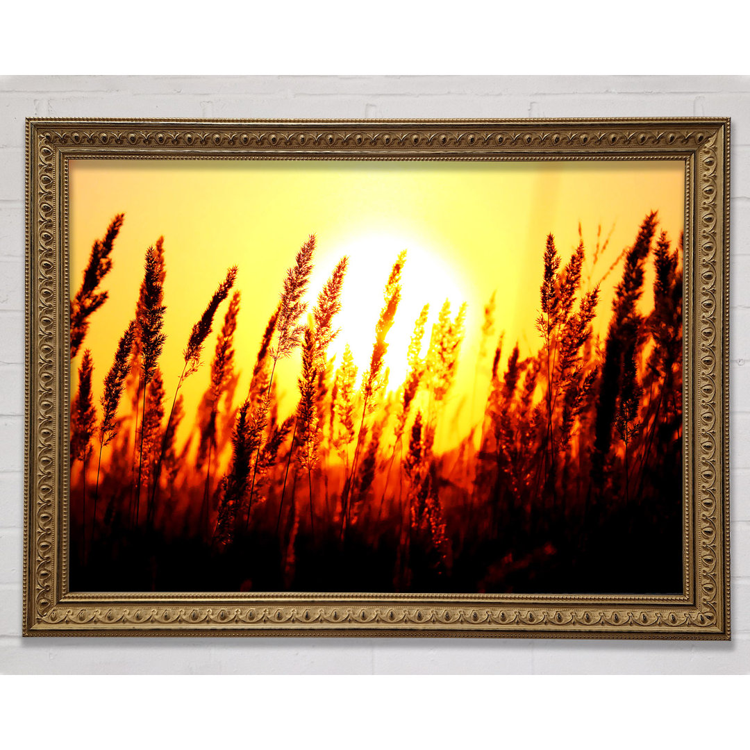 Beautiful Sun Rise Reeds - Einzelner Bilderrahmen Kunstdrucke