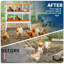 Chicken Coop-108678156