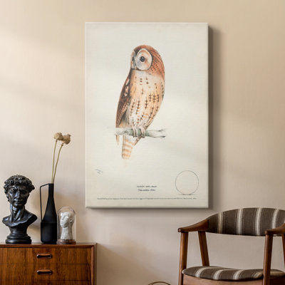 Tawny Owl - galerie sur mesure