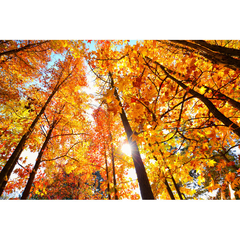 Autumn Sun Shining - Wrapped Canvas Print, 61cm H x 91cm W x 3.8cm D