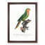 Yellow-Headed Amazon Parrot by F. Levaillant - Picture Frame Graphic Art Print-55641547-55641543