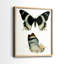 Papillons bleus antiques I - impression encadrée de qualité supérieure - prête à être accrochée - aucun clou requis - aucun clou requis-89008964-89008966