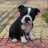 Sitting Boston Terrier Puppy Statue