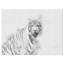 " Tiger In Black And White "-29496002