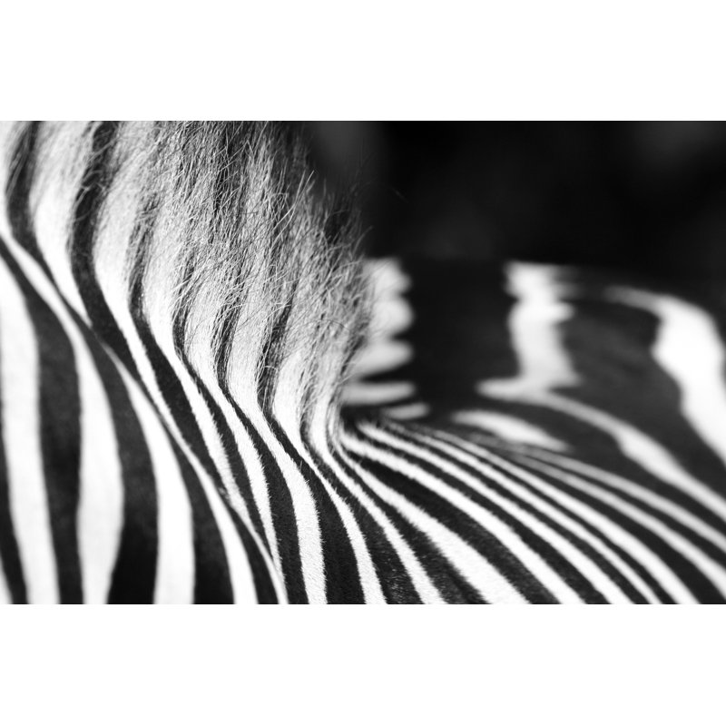 Zebra by Vito_Elefante - Wrapped Canvas Print, 81cm H x 122cm W x 3.8cm D