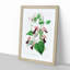Purple Bell Vine Flowers - Framed Print-55616524-55616527