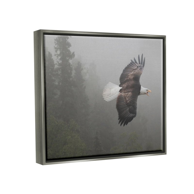 Aigle en vol dans la nature sur bois par Shane Lamb, photographie, H 17 po x l 21 po x P 1,7 po, Cadre flottant noir de jais