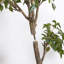 TREE FICUS POT 6.5FT