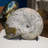 Iridescent Ammonite Fossil-591592083