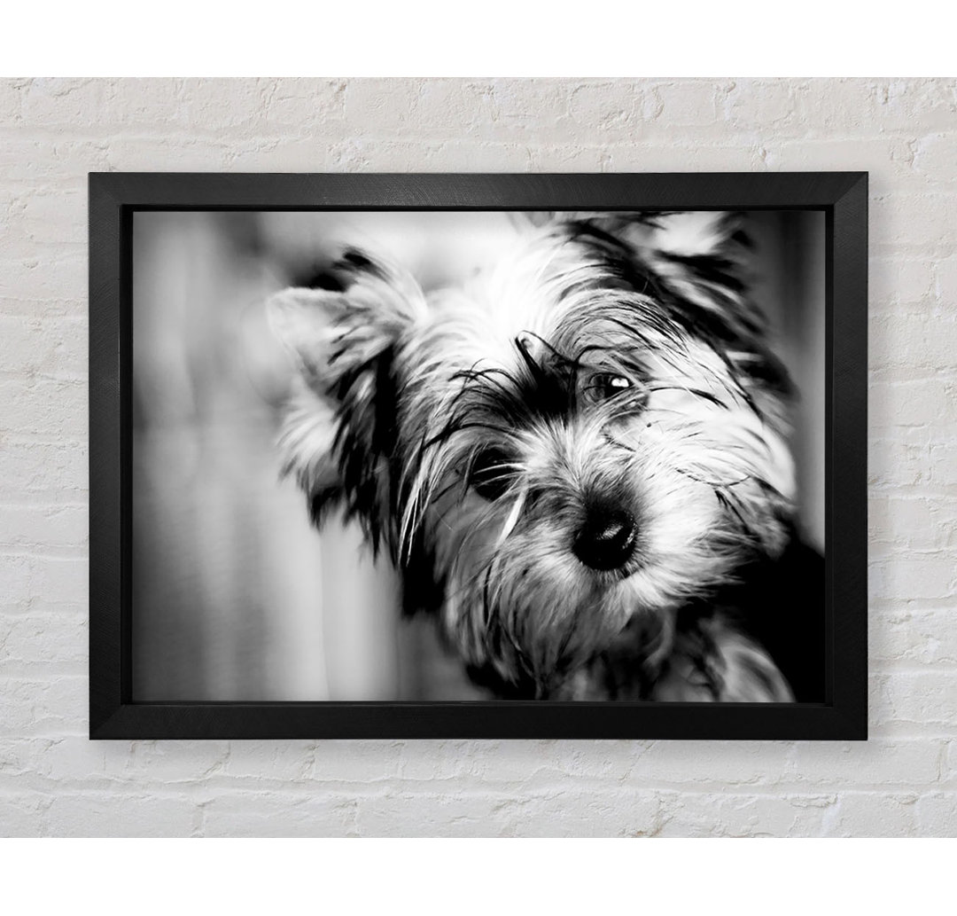 Niedlicher Yorkshire Terrier - Druck