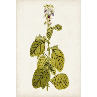 Antique Botanical Study VII - Painting