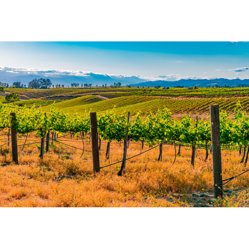 Hills with Vineyard - Photographie sur toile tendue, H 8 po x l 12 po