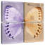 Brampt Miss Butterfly Formosana-109037573