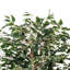 Série de ficus artificiels panachés-1288919188