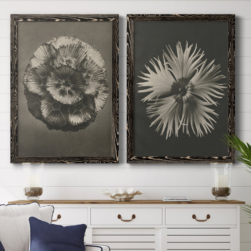 «Blossfeldt Flower II», toile encadrée de qualité supérieure - prête à être accrochée, H 31,5 po x l 47 po x P 1,5 po