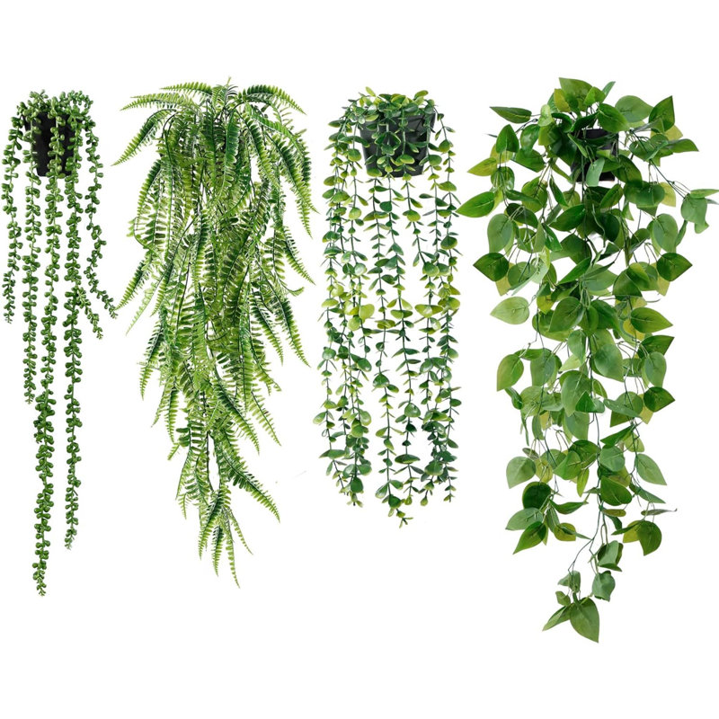 Plantes suspendues Laroya