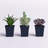 7'' Faux Succulent in Pot