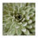 «Painted Botanical Succulent Bloom», impression