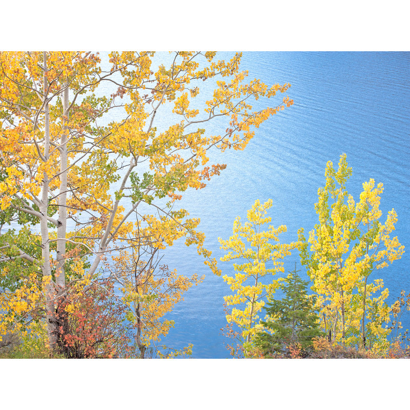 Swan Valley Autumn Portrait #6 Print by Bruce Heinemann, Black Framed Paper, 17.25" H x 21.25" W x 0.88" D, White
