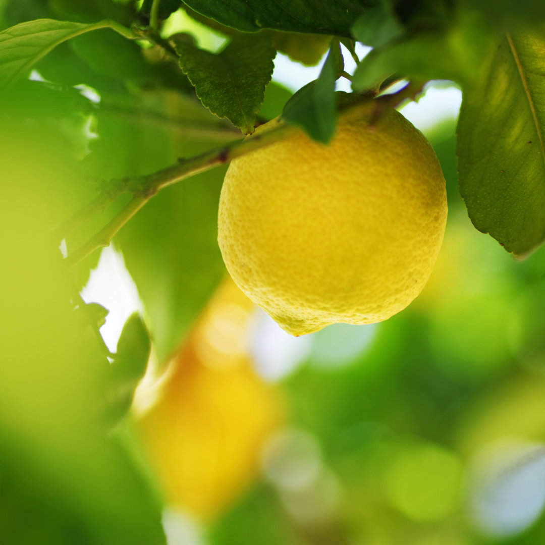 Leinwandbild Lemon Close Up von Ivan Mikhaylov