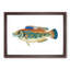 Striped Bass Fish by Edward Donovan - Picture Frame Art Print-55615413-55615412