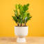 ZZ Plant in Ceramic/Wood Planter