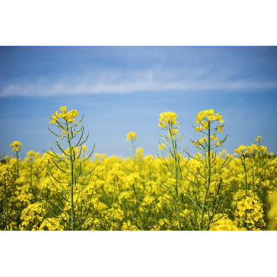 Canola Flower Field by Anna_Brothankova - Wrapped Canvas Print