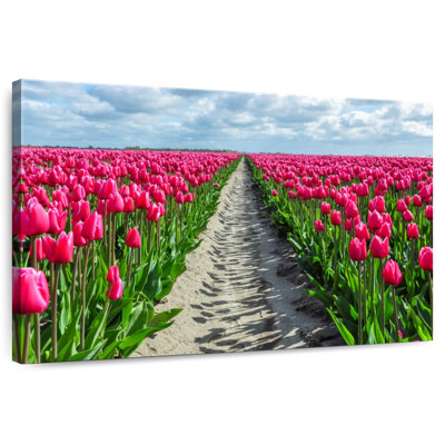Tulipes Harnek