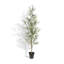 7FT Slim Olive Tree in Grower Pot