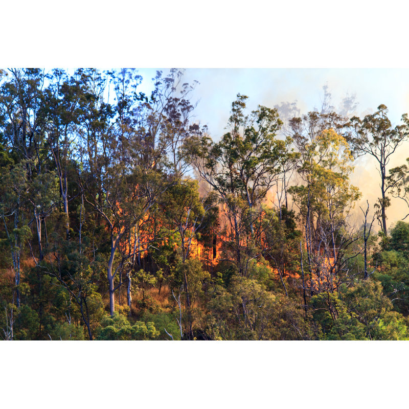 Trees On Fire by Silkenphotography - Wrapped Canvas Print, 30cm H x 46cm W