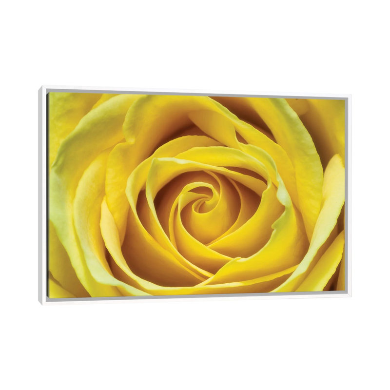 Jaune rose par Glauco Meneghelli-impression, Pas de tapis, H 18 po x l 26 po x P 1,5 po, Toile blanche encadrée
