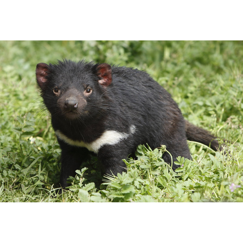 Tasmanian devil, 20cm H x 30cm W