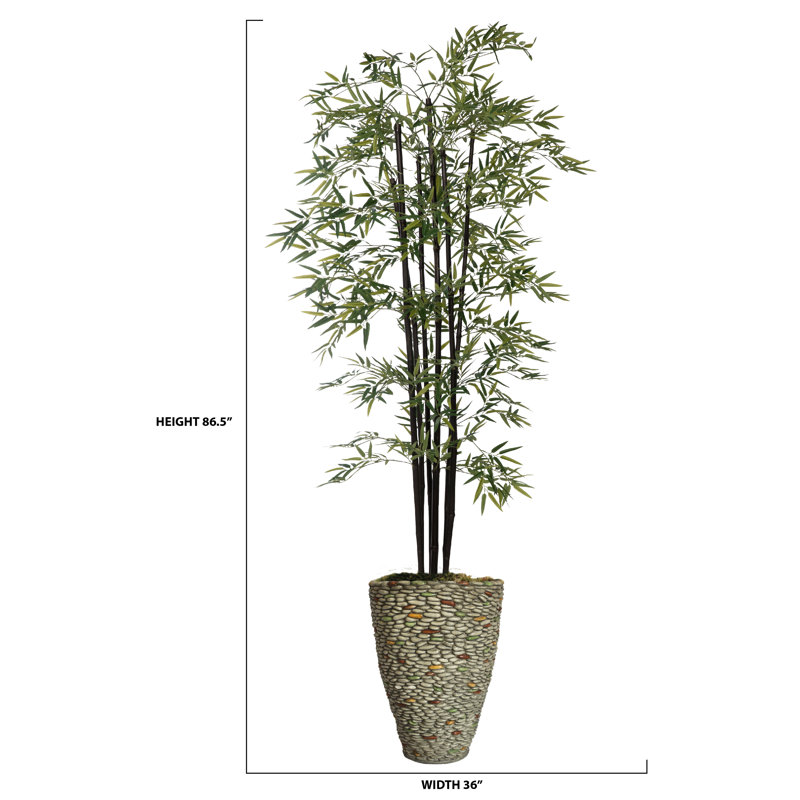 Arbre de bambou Panama
